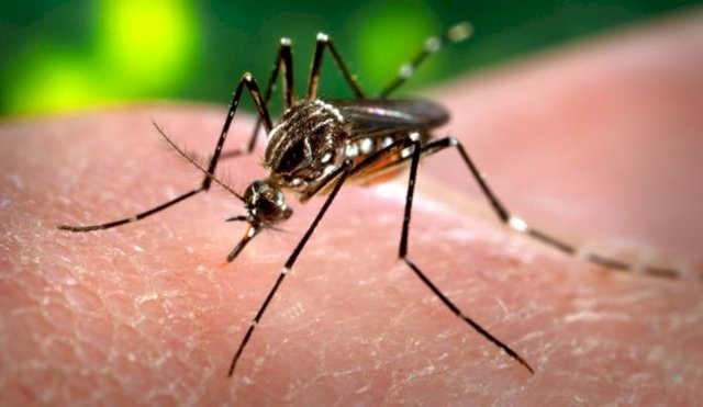 dengue1