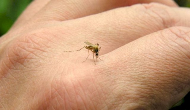 PREVENCIONDENGUE