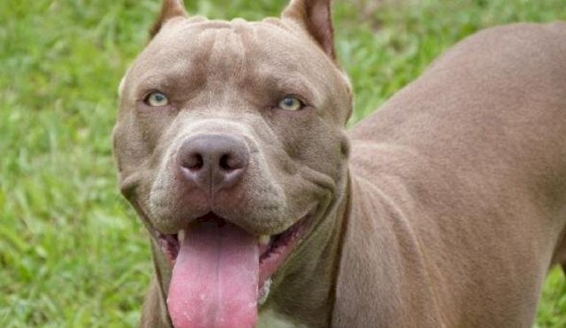 Pitbull