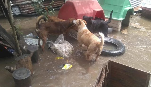 REFUGIOCANINO