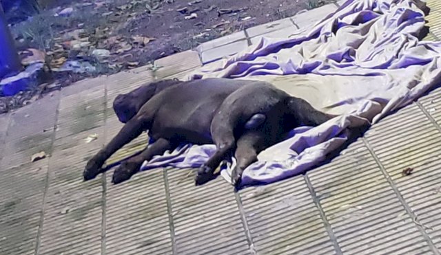 PERRO COLGANDO 