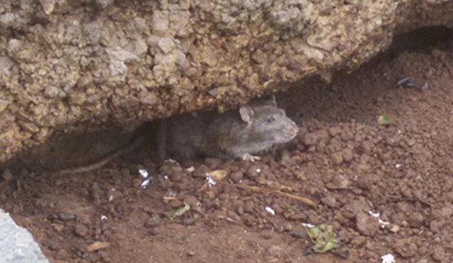 RATASENPUNTA
