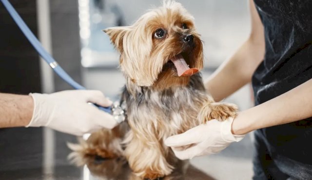 JORNADAVETERINARIA